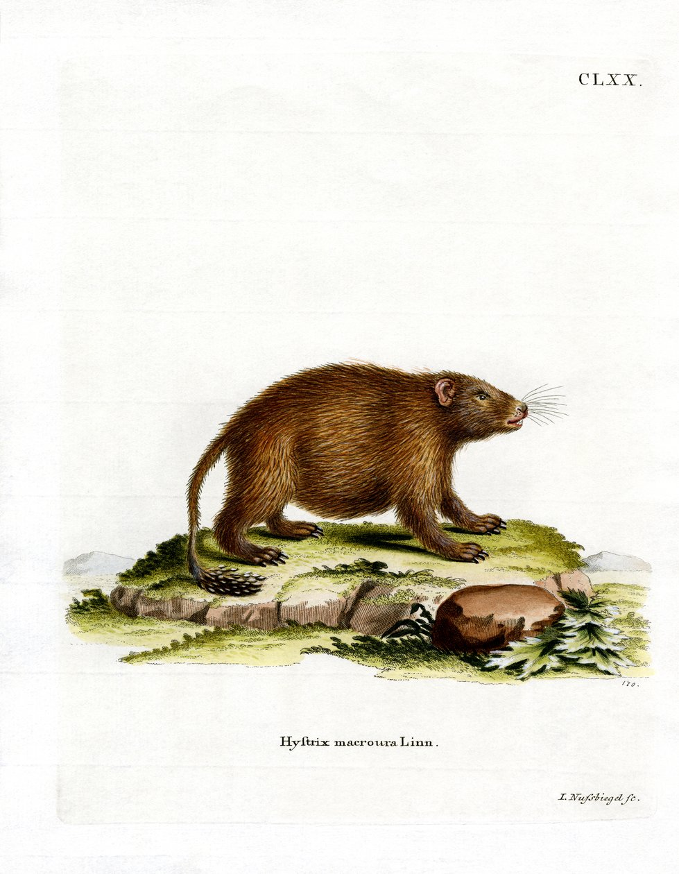 Asiatic Brush-tailed Porcupine by German School