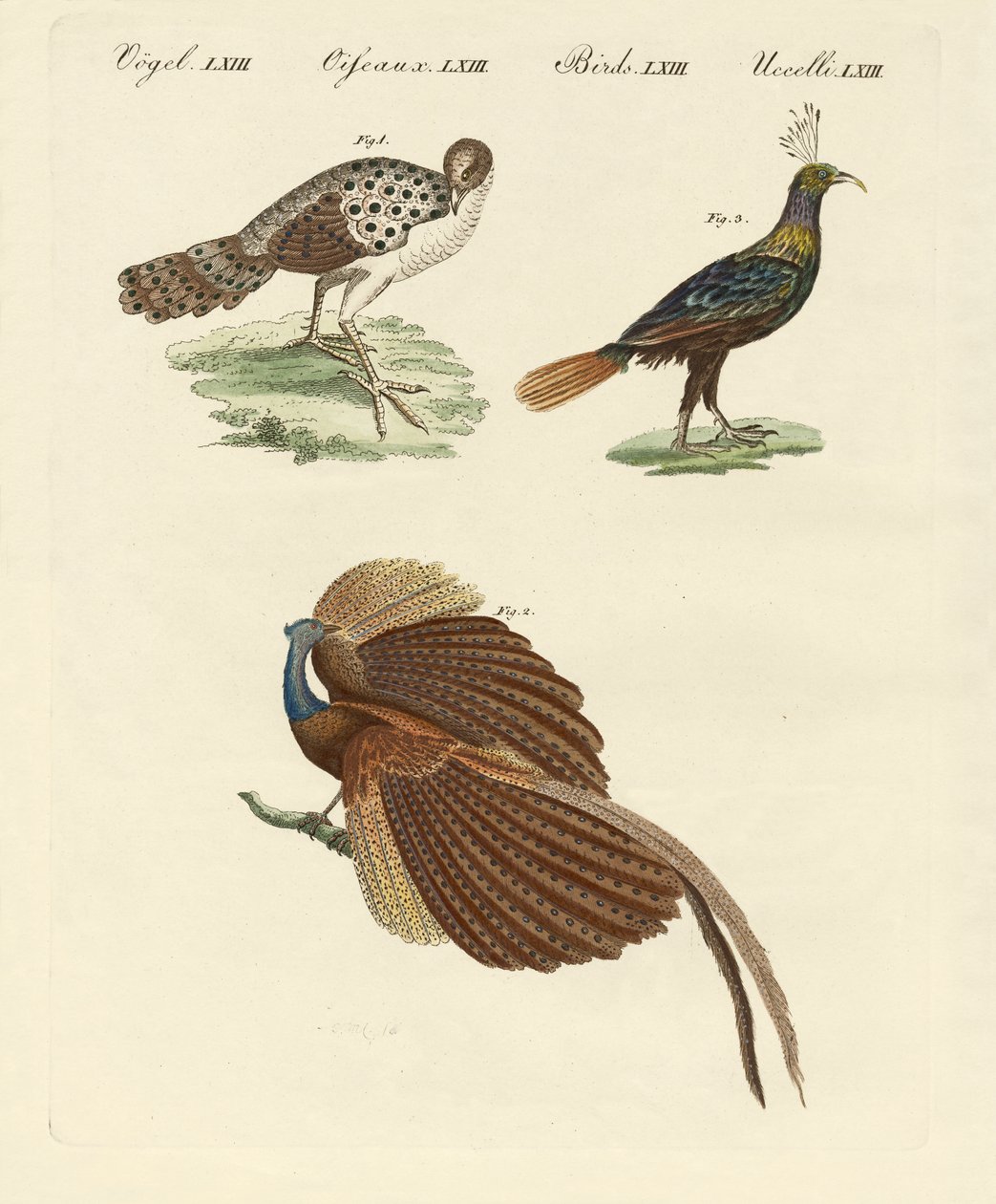 Asiatic Birds by German School