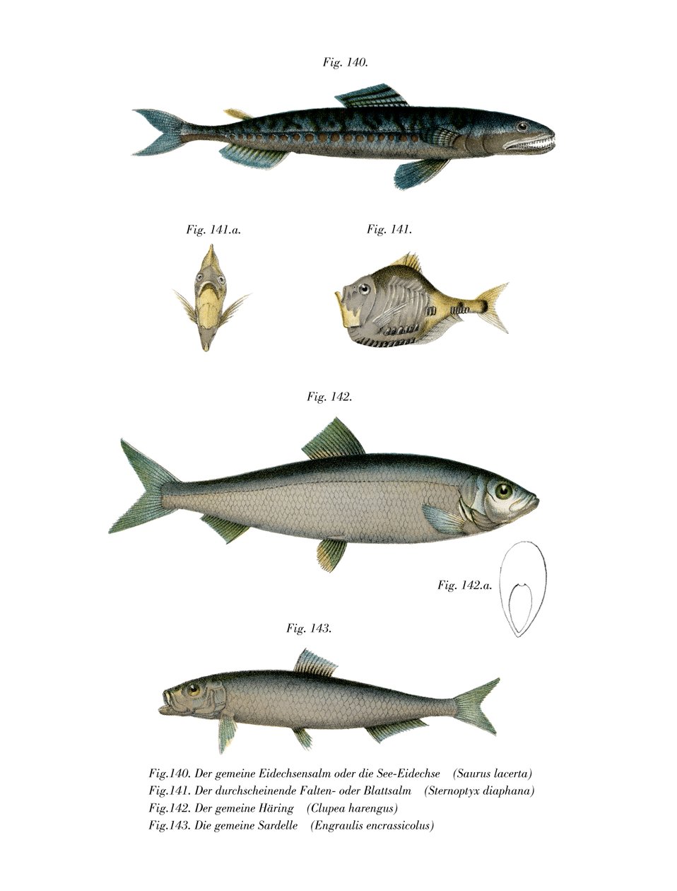 Atlantic Saury by German School
