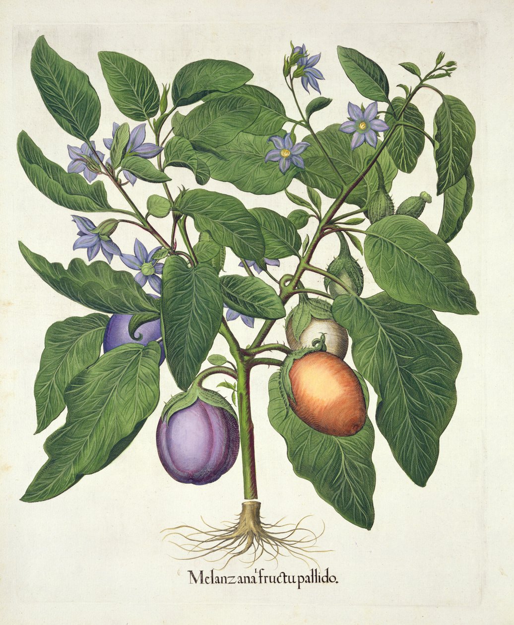 Aubergine: Melanzana fructu pallido, from the Hortus Eystettensis by Basil Besler, pub. 1613 by German School