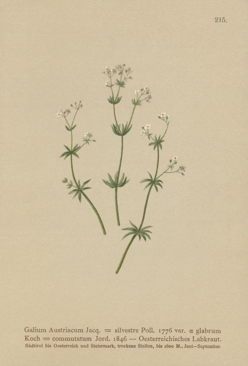 Austrian Bedstraw by German School