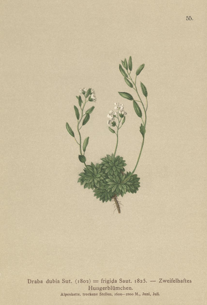 Austrian Whitlow-grass by German School