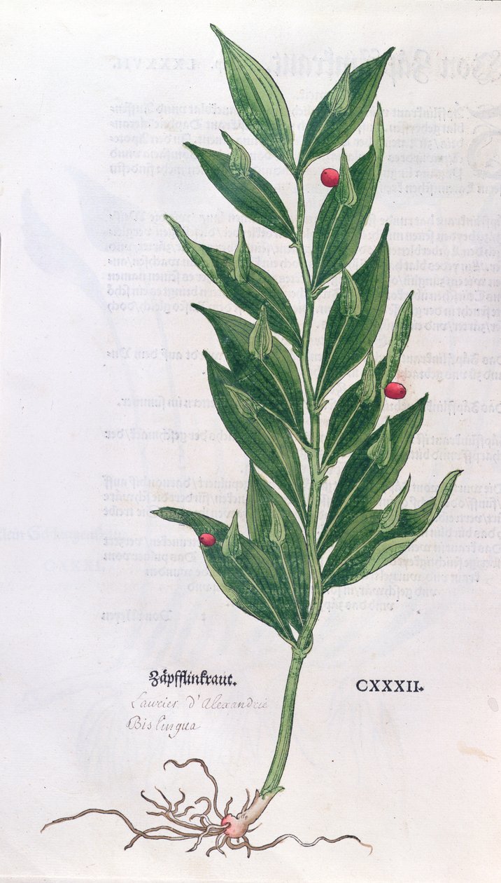 Baytree, illustration for The Herbarium by Leonhart Fuchs, published in Basel, 1555 by German School