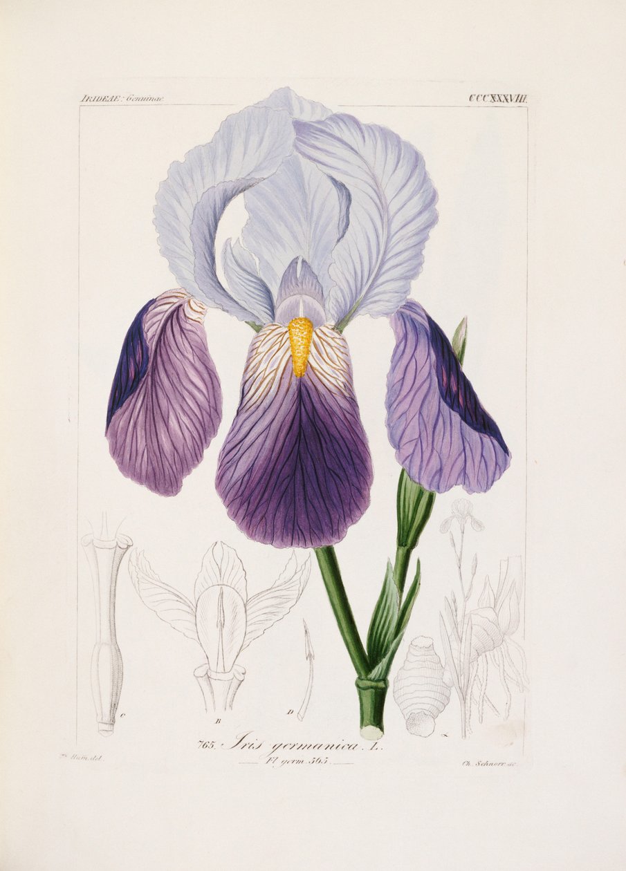Bearded iris, engraved by Ch. Schnorr by German School