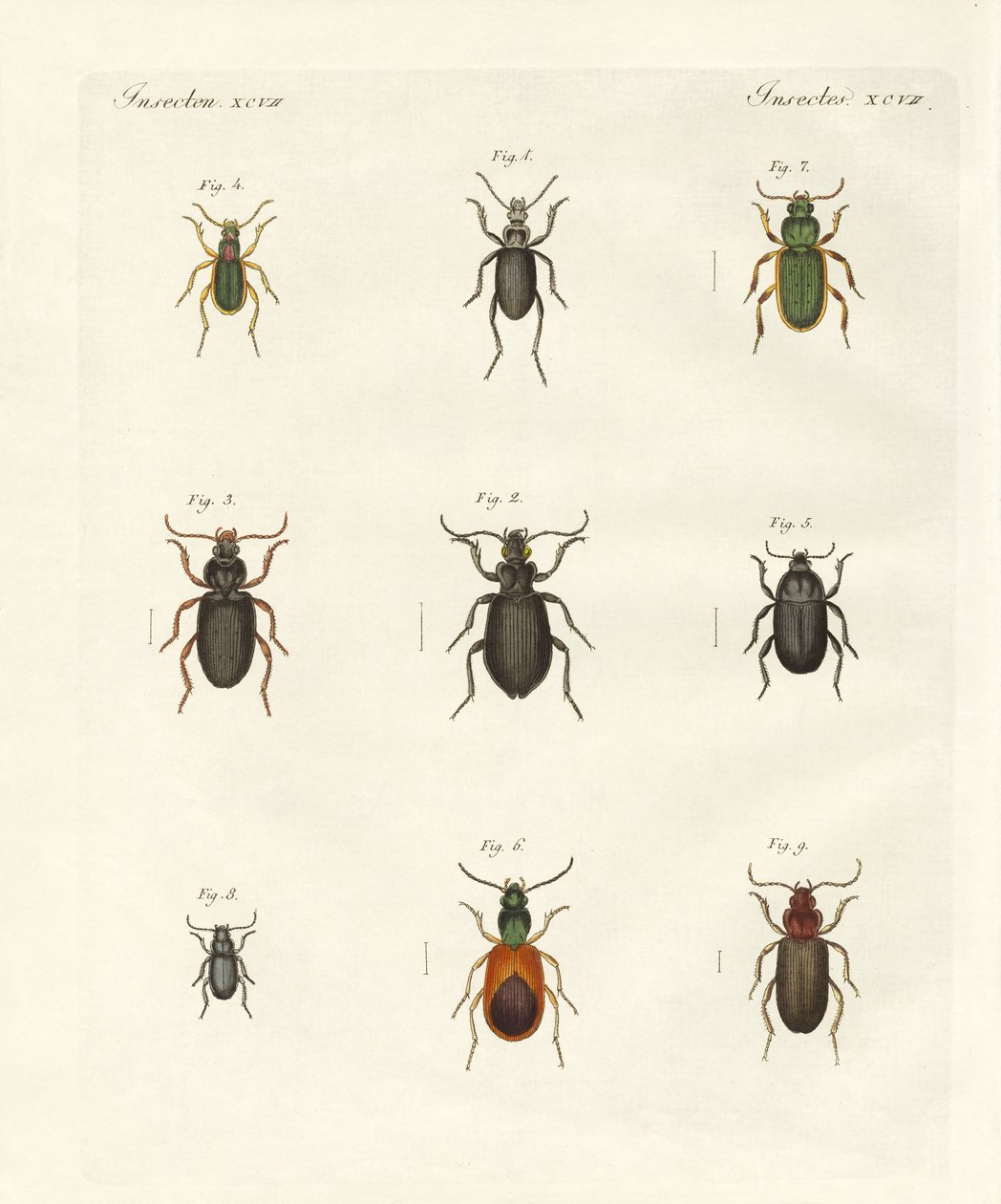 Beautiful German Beetles by German School