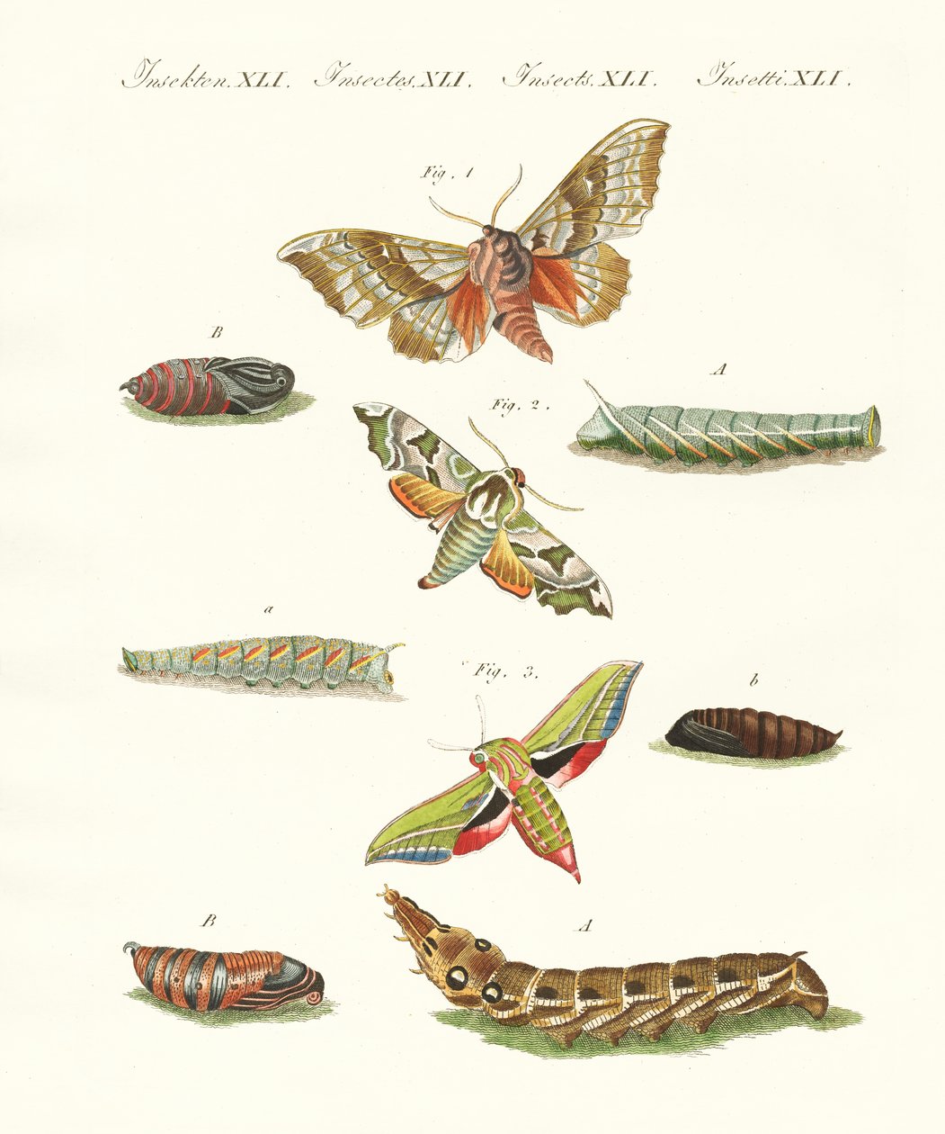 Beautiful German Twilight Butterflies by German School
