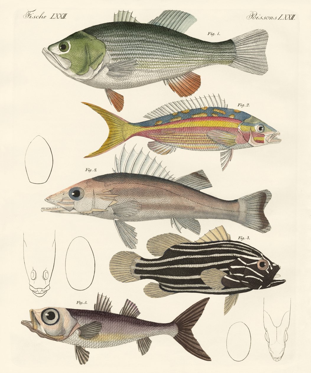 Beautiful Fish by German School: Buy fine art print