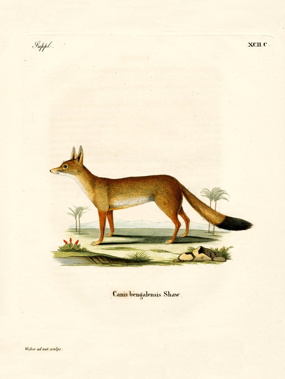 Bengal Fox by German School