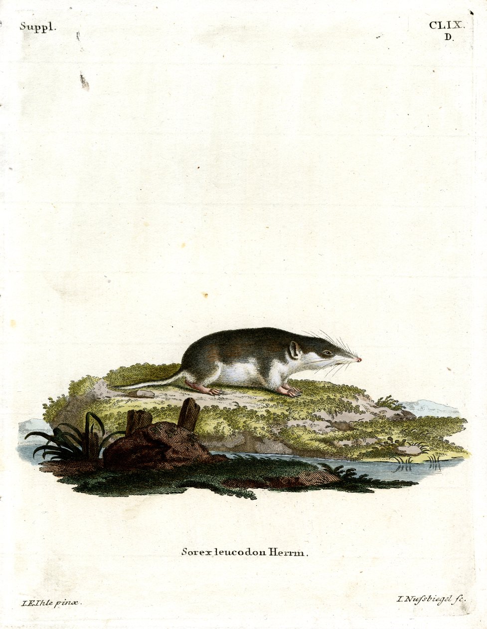 Bicolored Shrew by German School