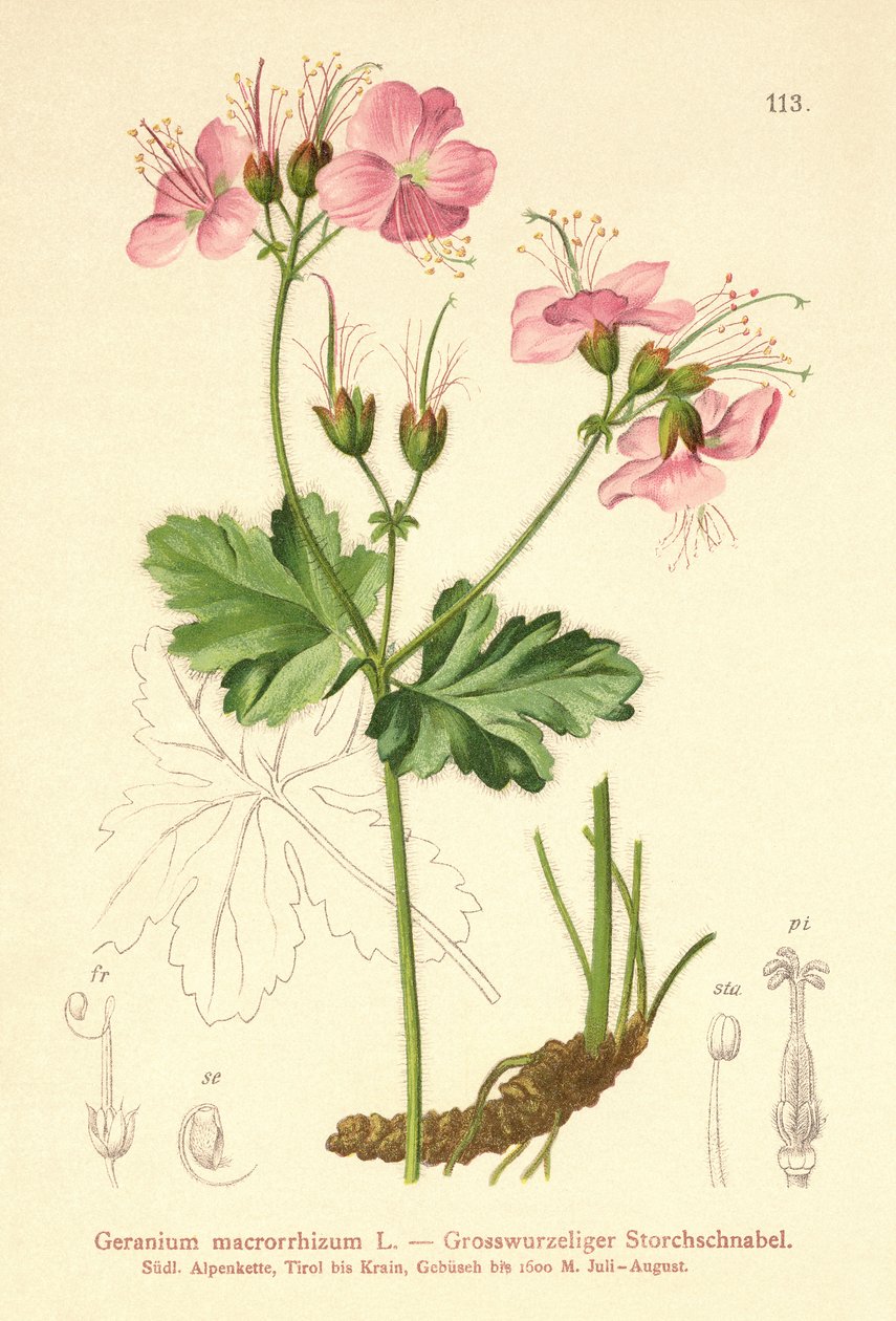 Bigroot Geranium (Geranium macrorrhizum)  by German School