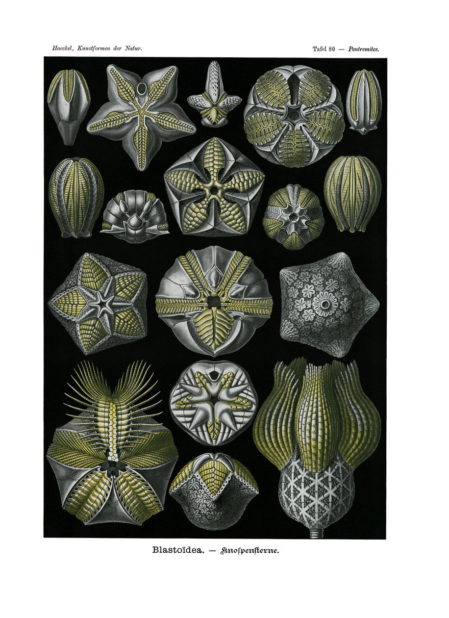 Blastoidea by German School