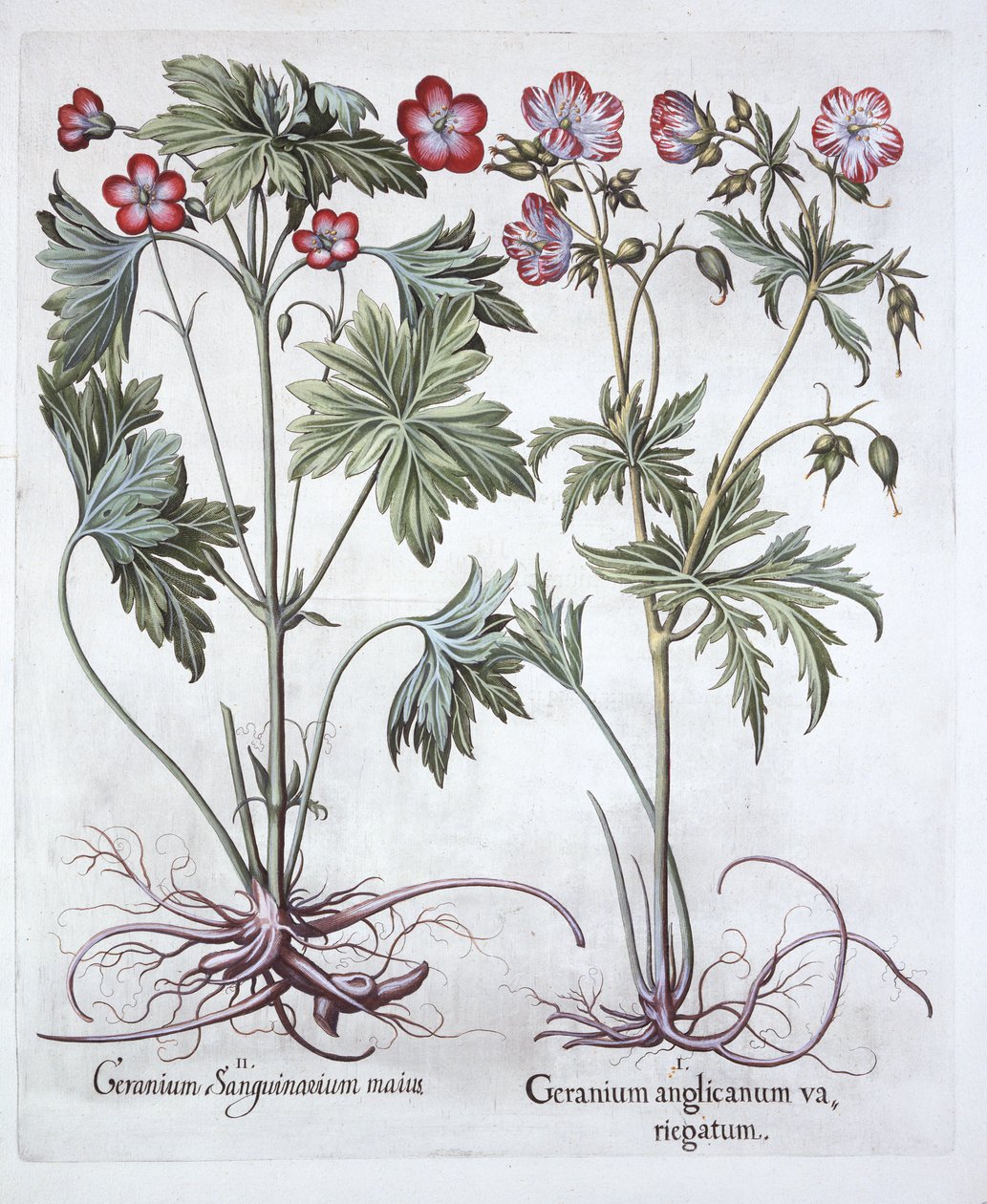 Bloody Cranesbill and Bigroot Cranesbill, from Hortus Eystettensis by German School