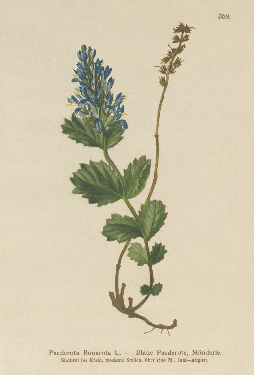 Bluish Paederota by German School
