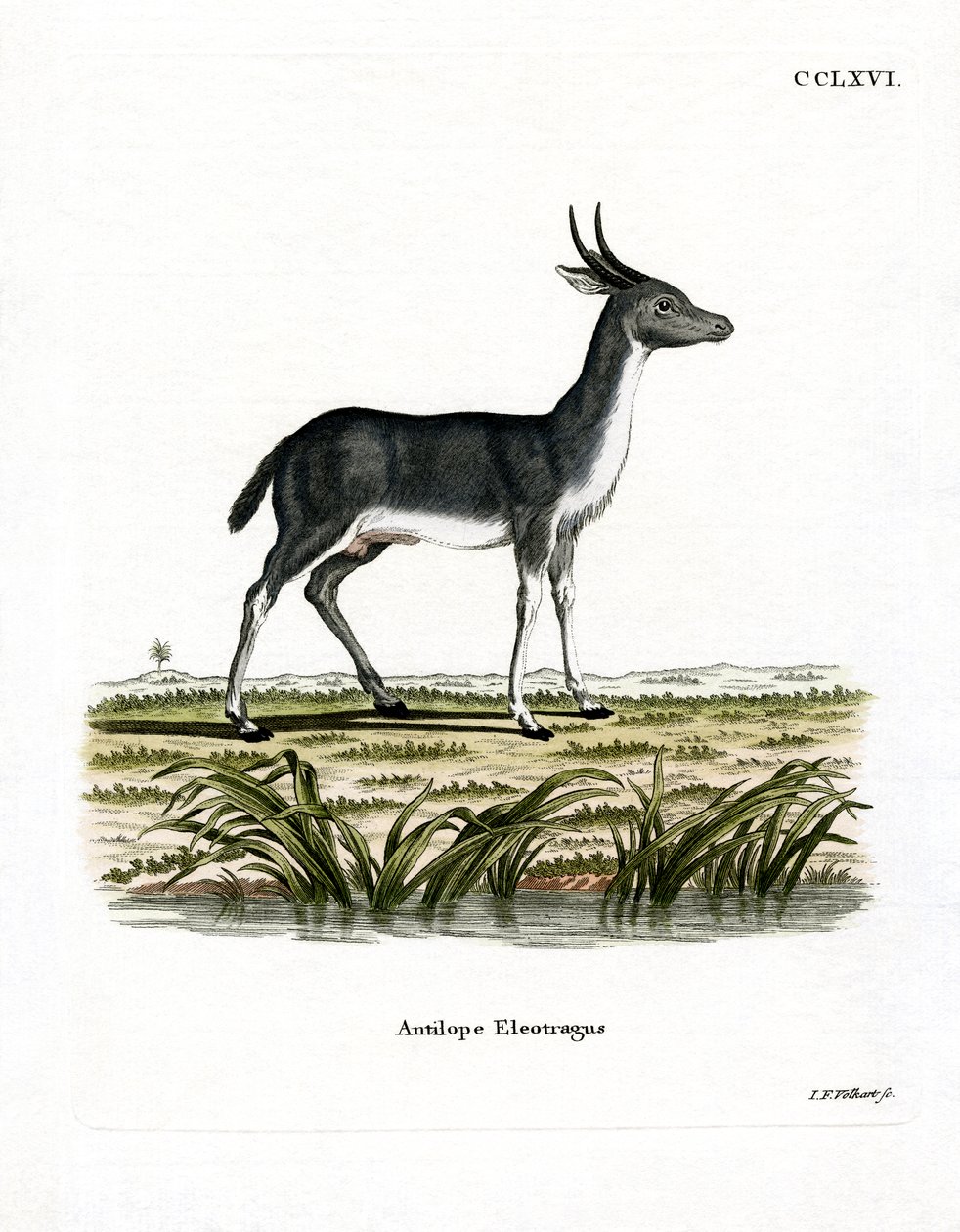 Bohor Reedbuck by German School