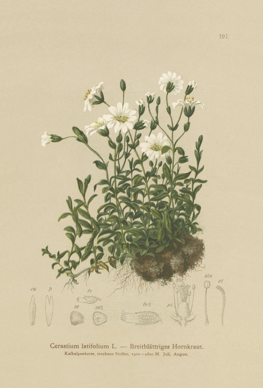 Broad-leaved Mouse Ear by German School