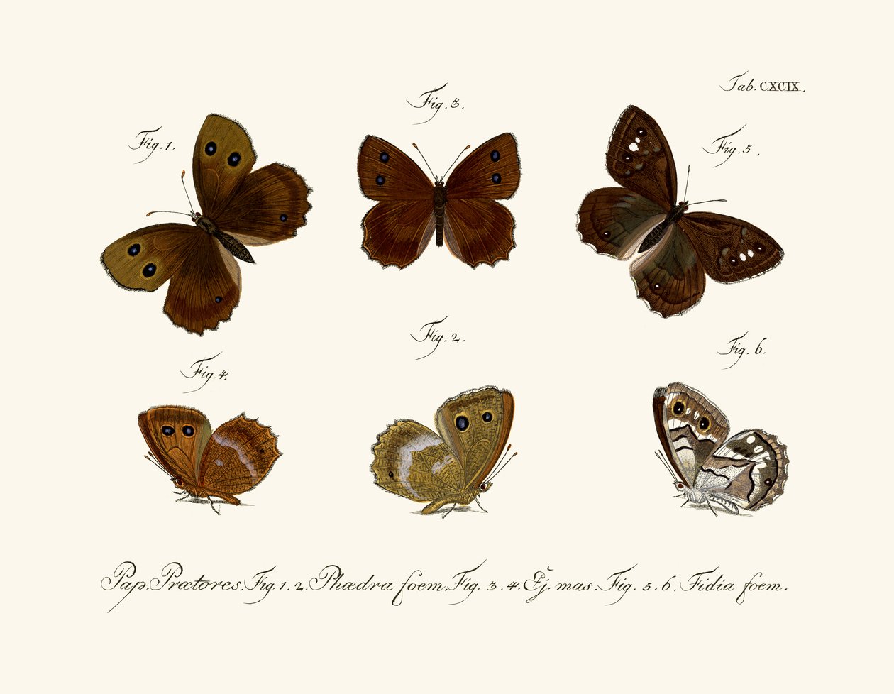 Butterflies by German School