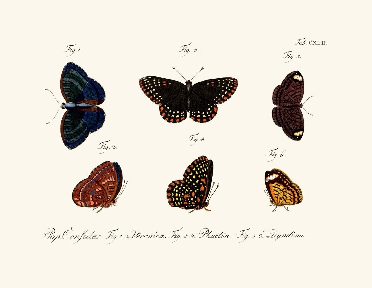 Butterflies by German School