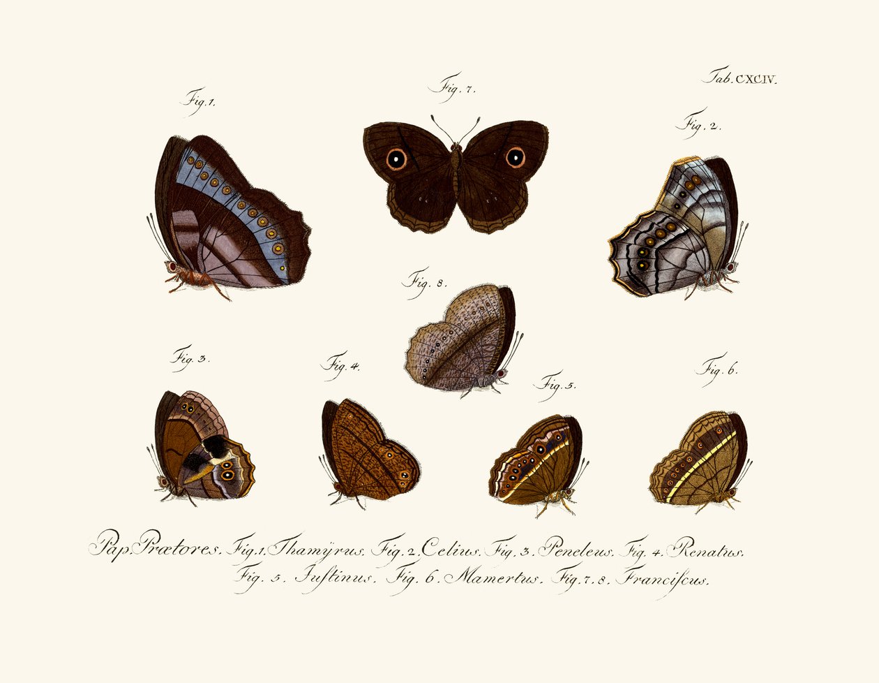 Butterflies by German School