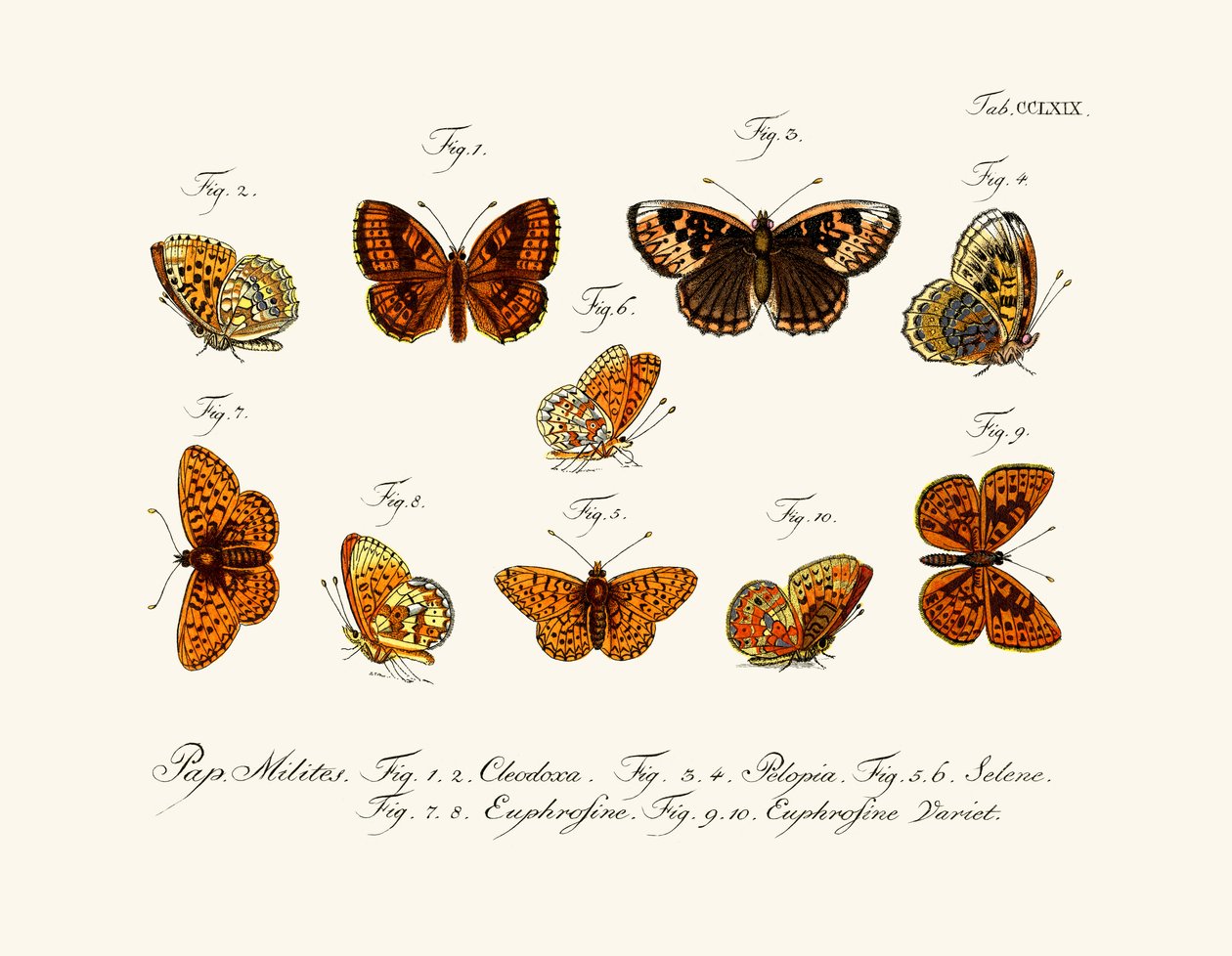 Butterflies by German School