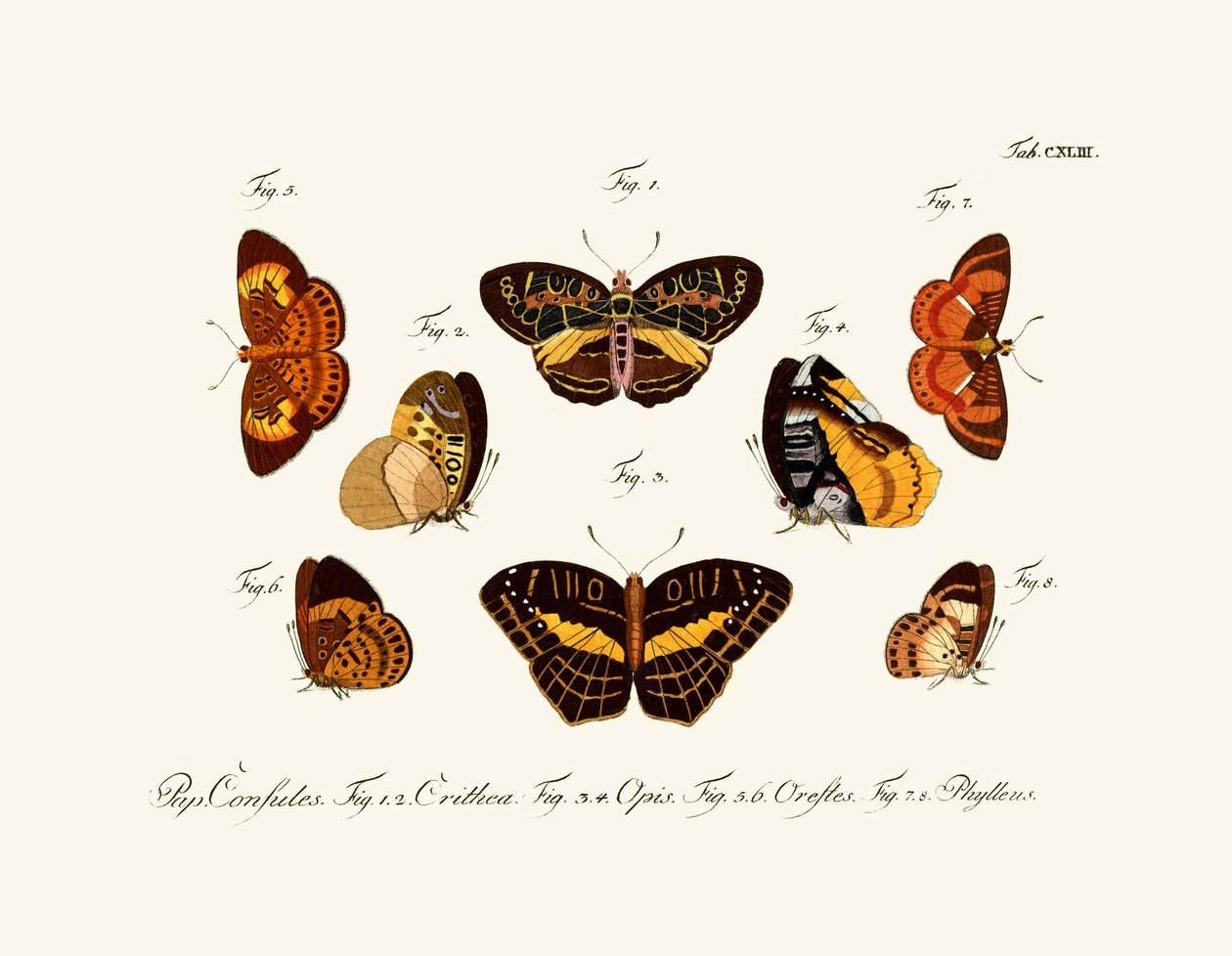 Butterflies by German School