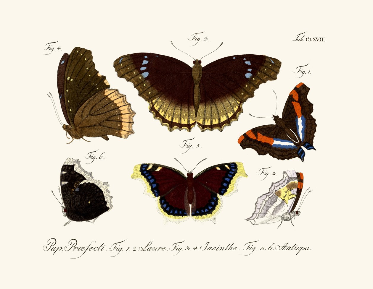 Butterflies by German School