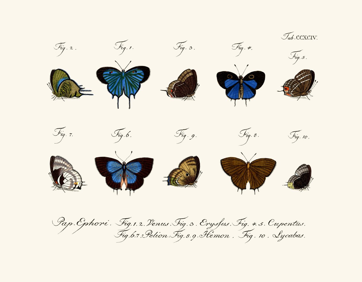 Butterflies by German School