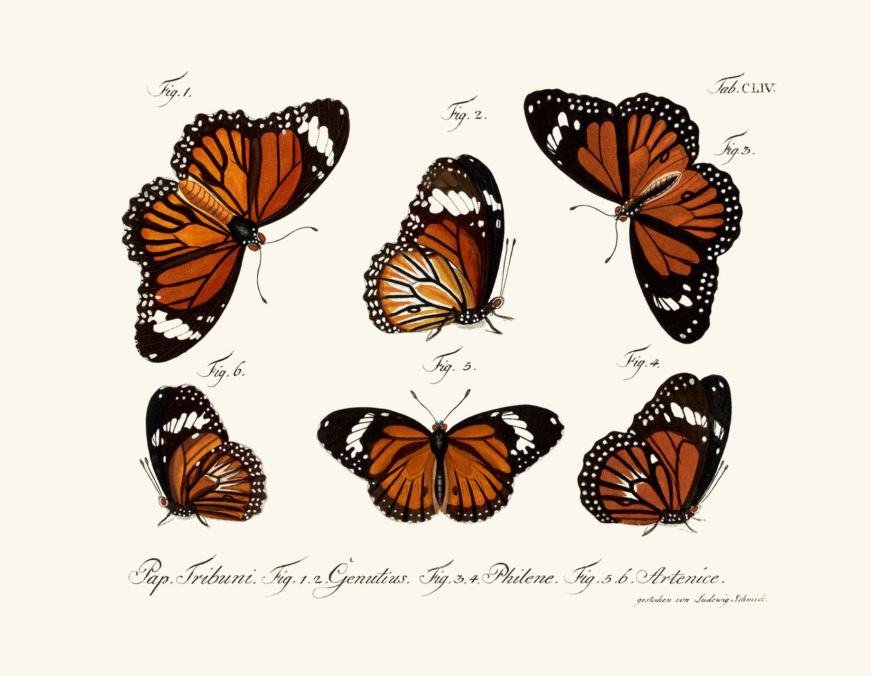 Butterflies by German School