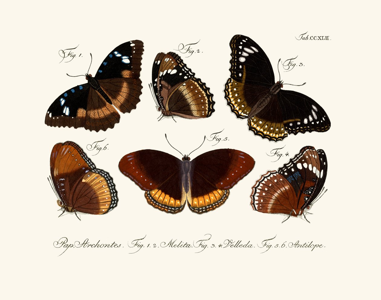 Butterflies by German School