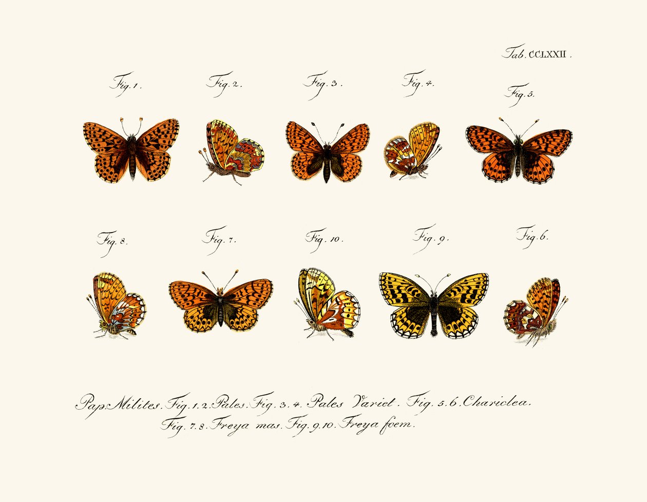 Butterflies by German School