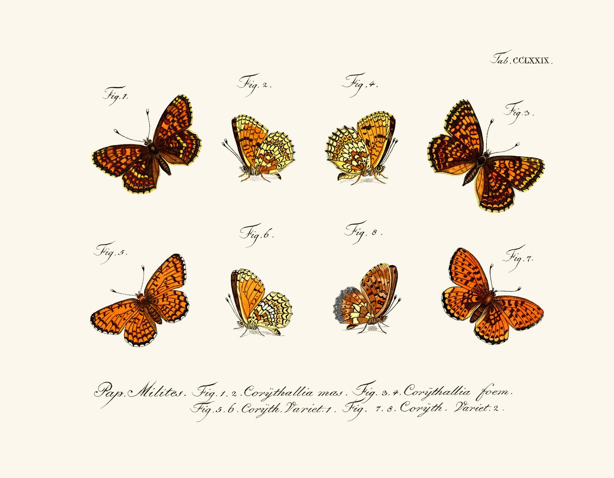 Butterflies by German School