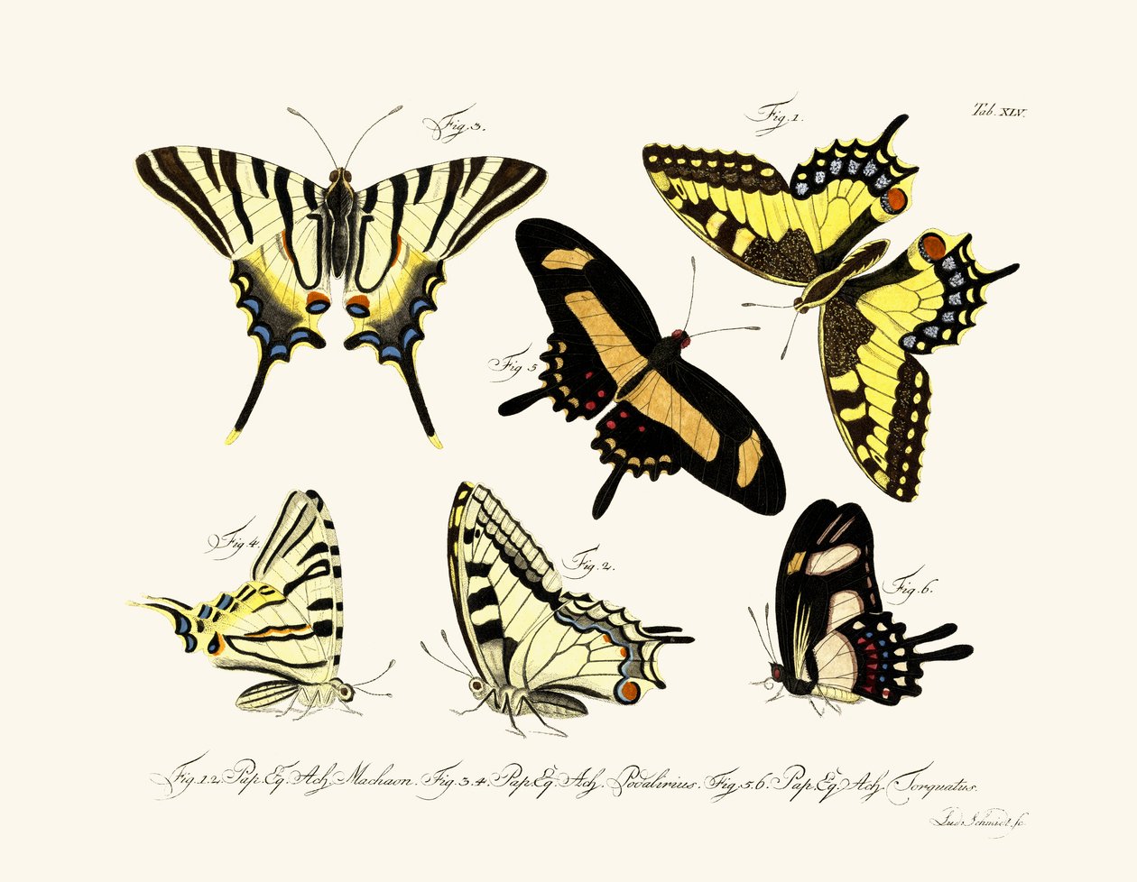 Butterflies by German School