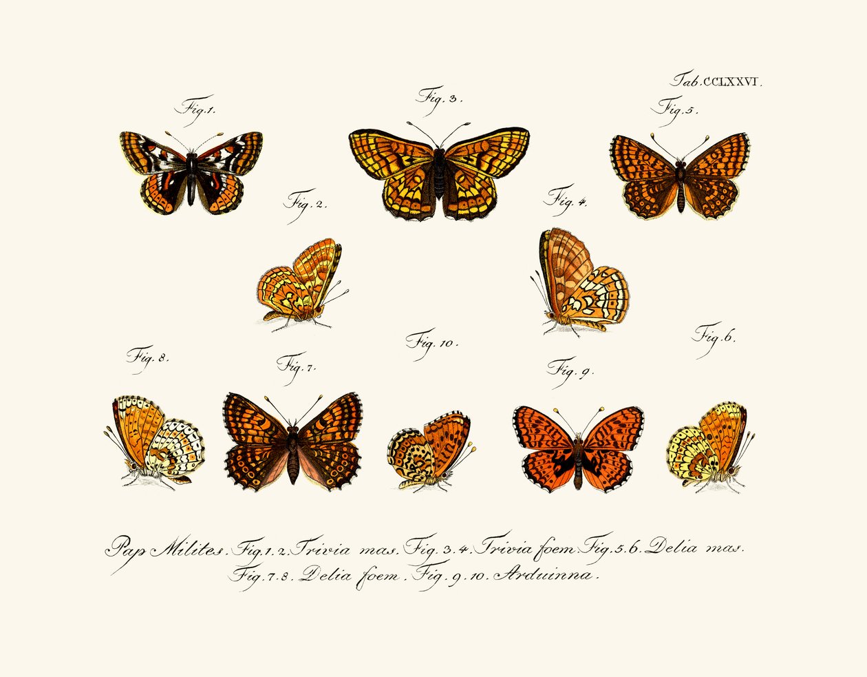 Butterflies by German School