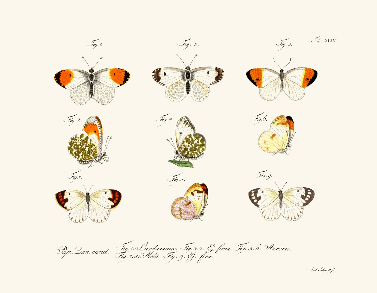 Butterflies by German School