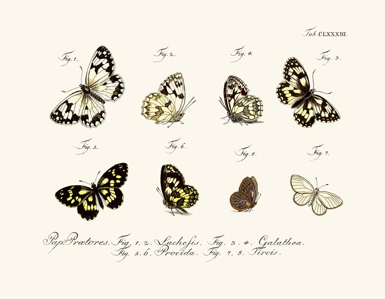 Butterflies by German School