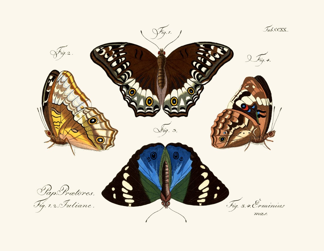 Butterflies by German School