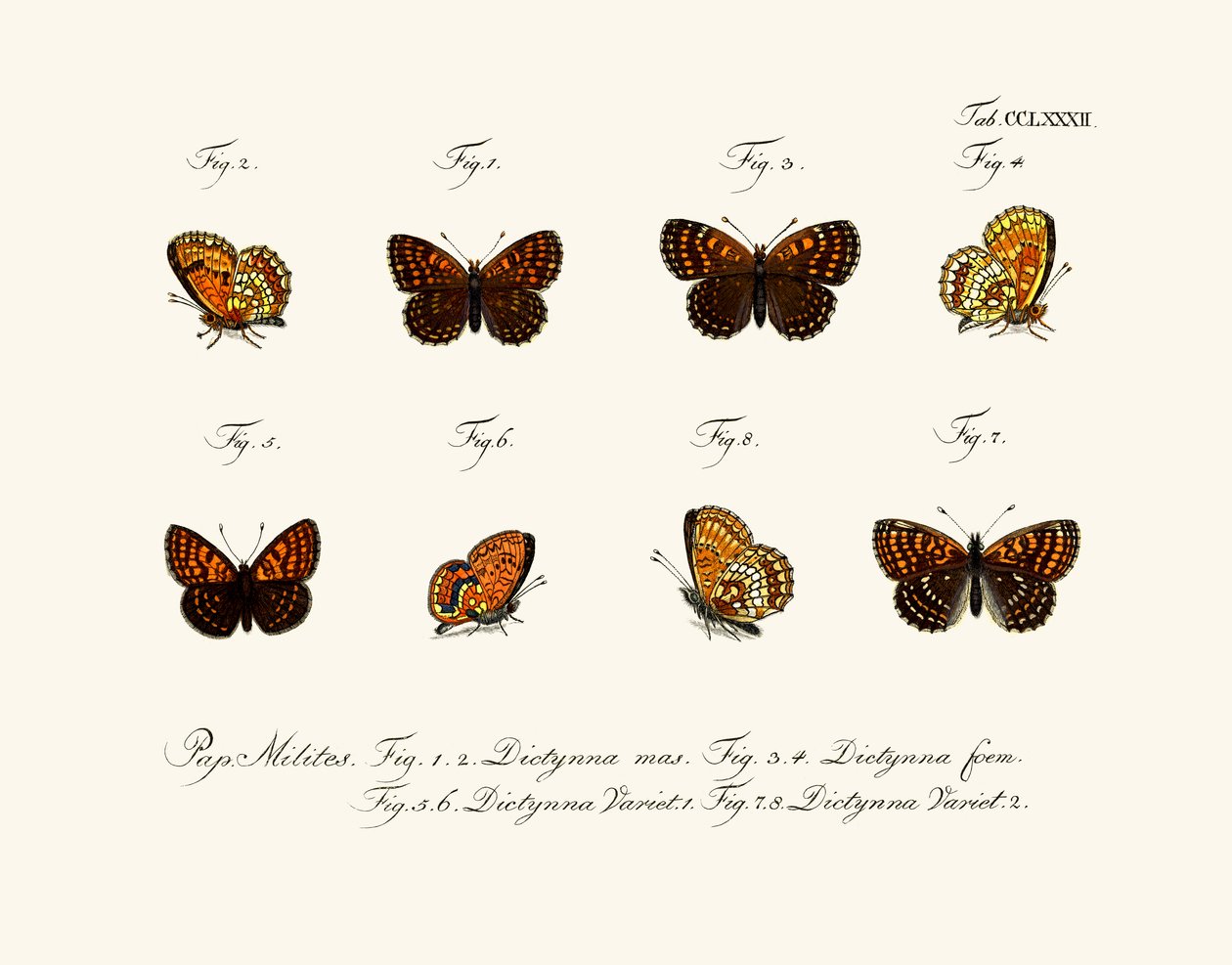 Butterflies by German School