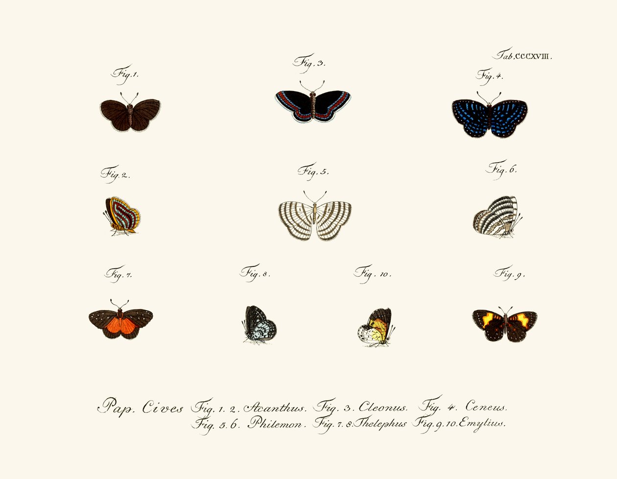 Butterflies by German School