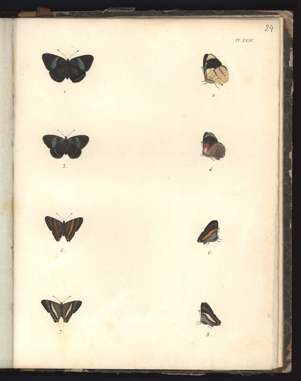 Butterflies, Pl. XXIV, Illustration from Recueil d