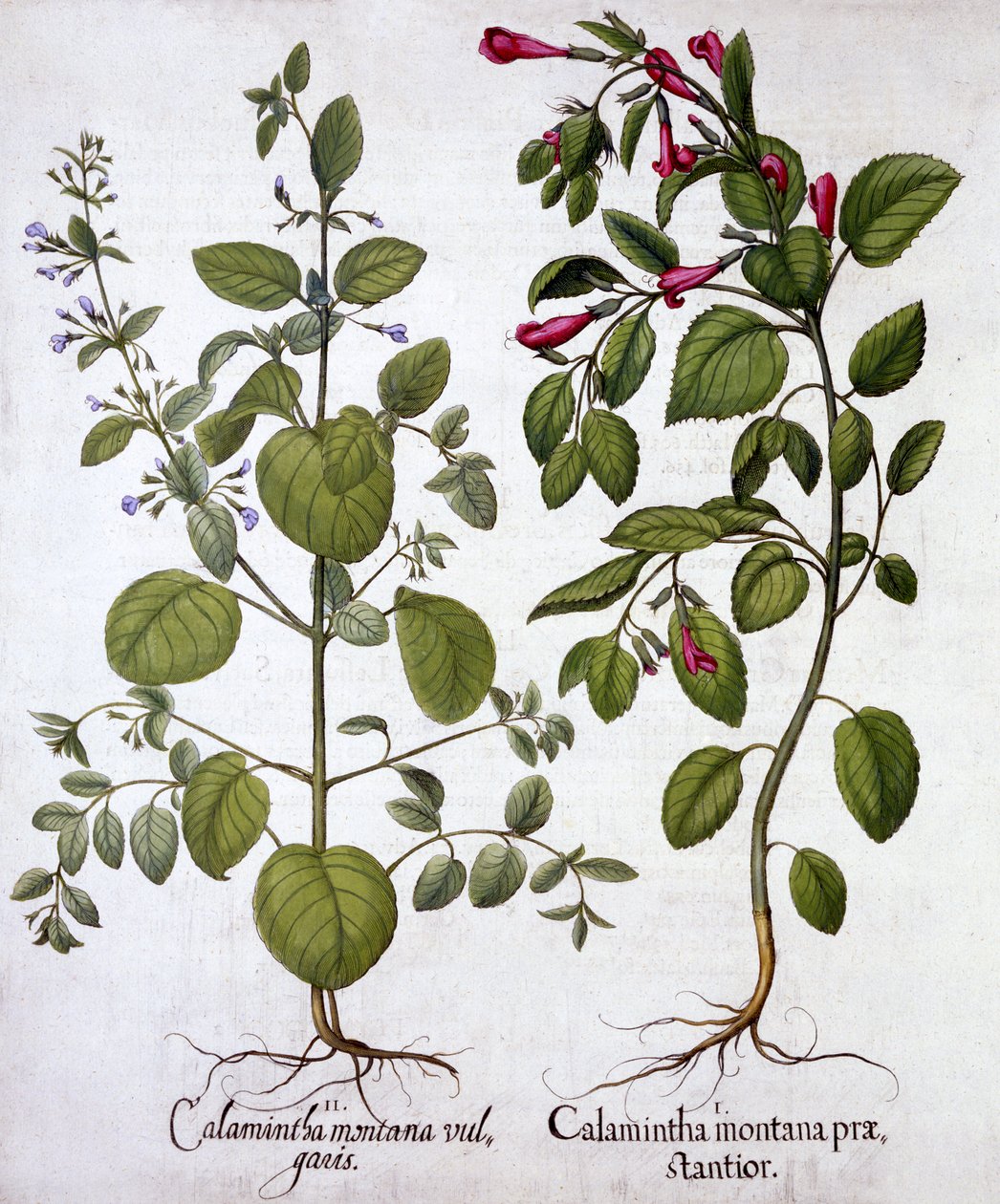 Calamints, from Hortus Eystettensis by German School
