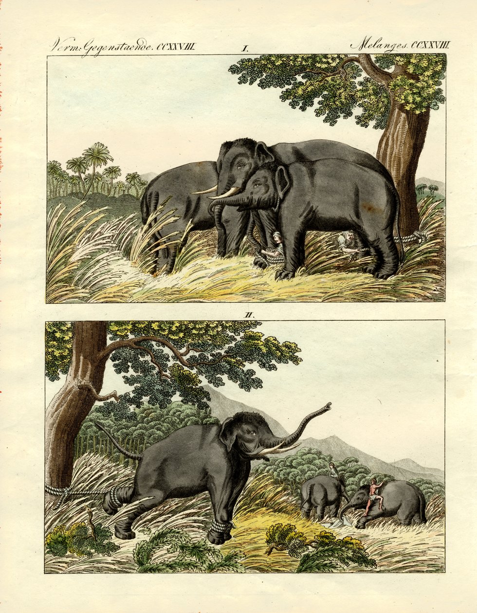 Capture of elephants by decoy elephant by German School