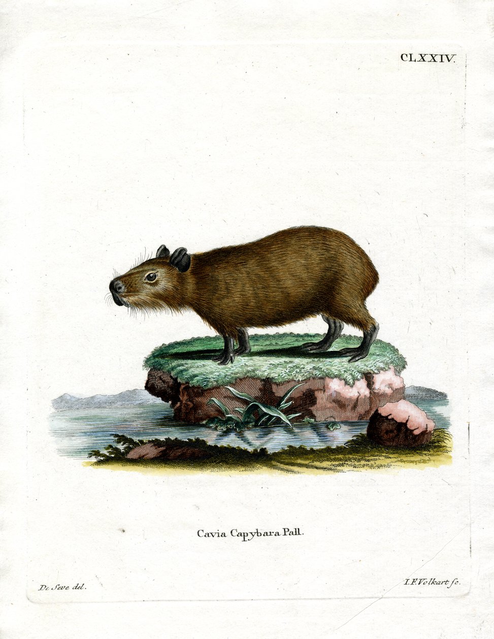 Capybara by German School: Premium art reproduction