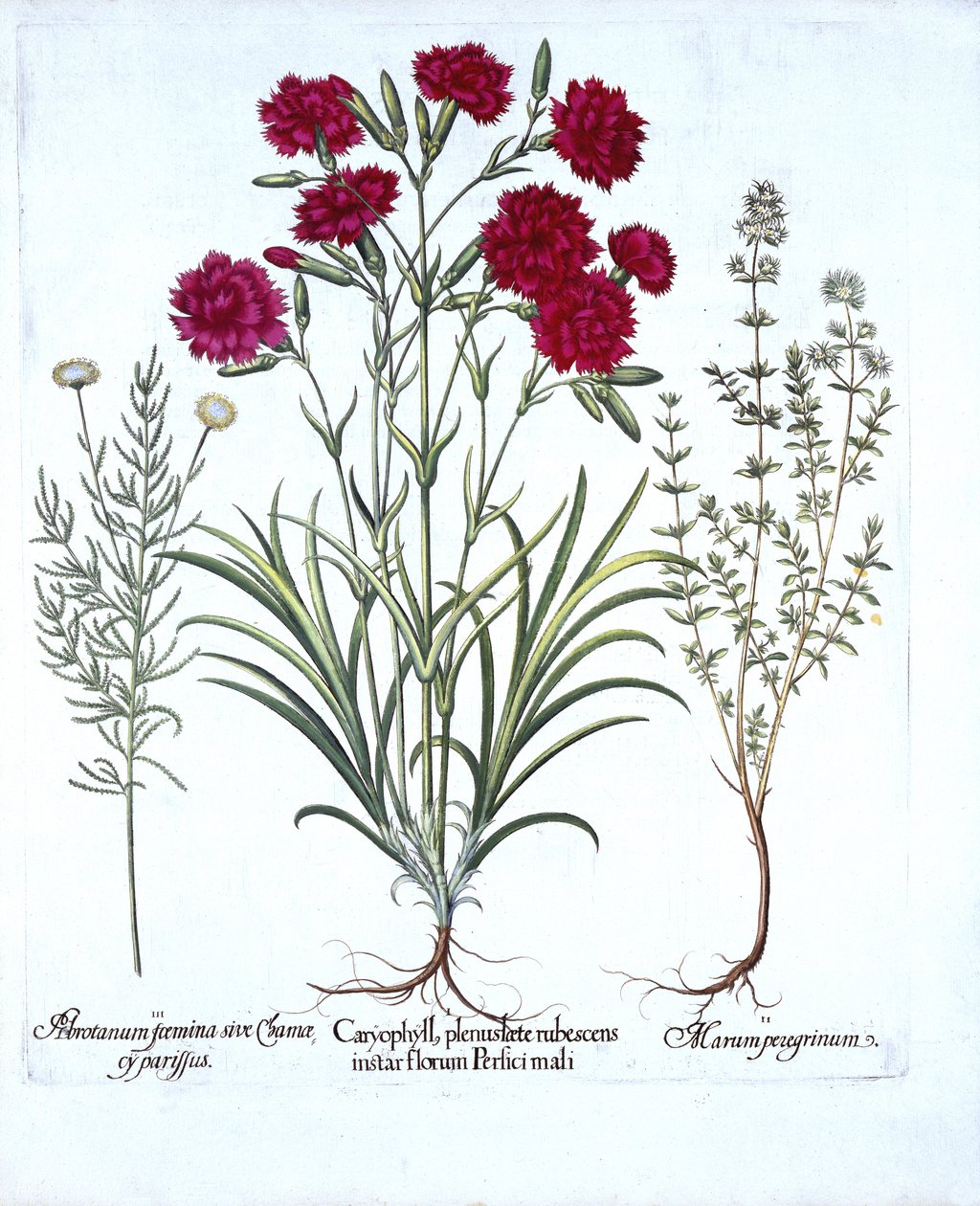 Carnation, Cat Thyme and Common Lavender Cotton, from Hortus Eystettensis by German School