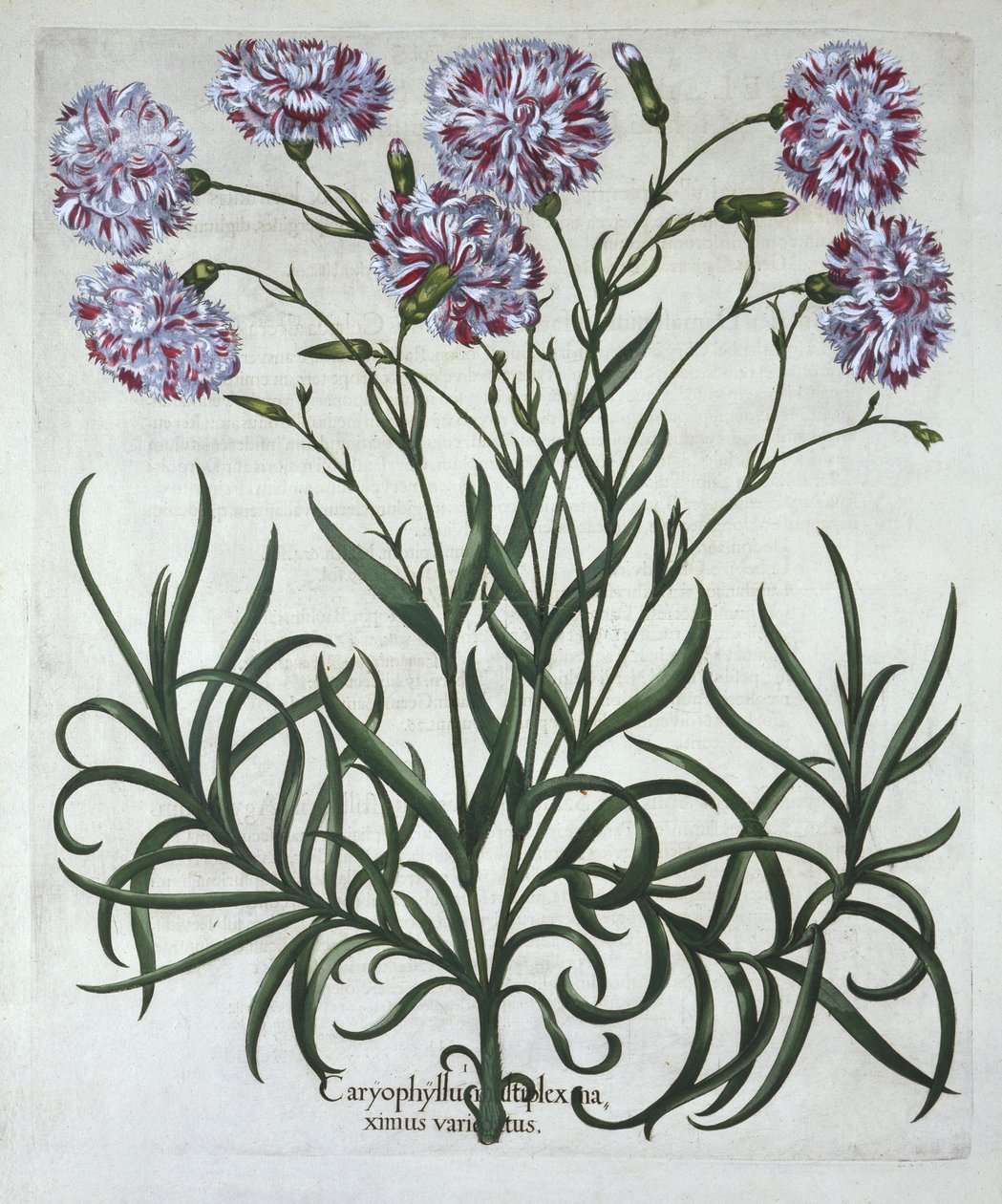 Carnation, from Hortus Eystettensis by German School