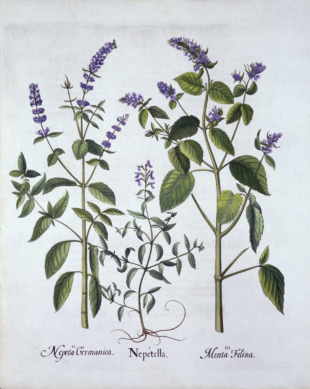 Catmint and Catnip, from Hortus Eystettensis by German School
