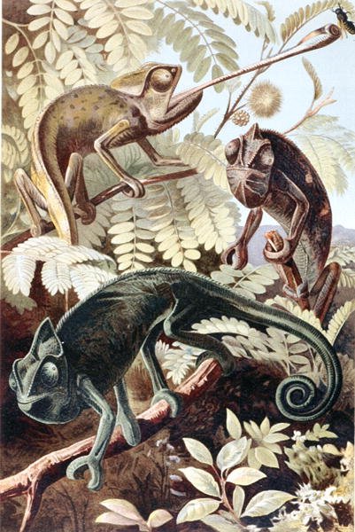 Chameleon, Plate from 
