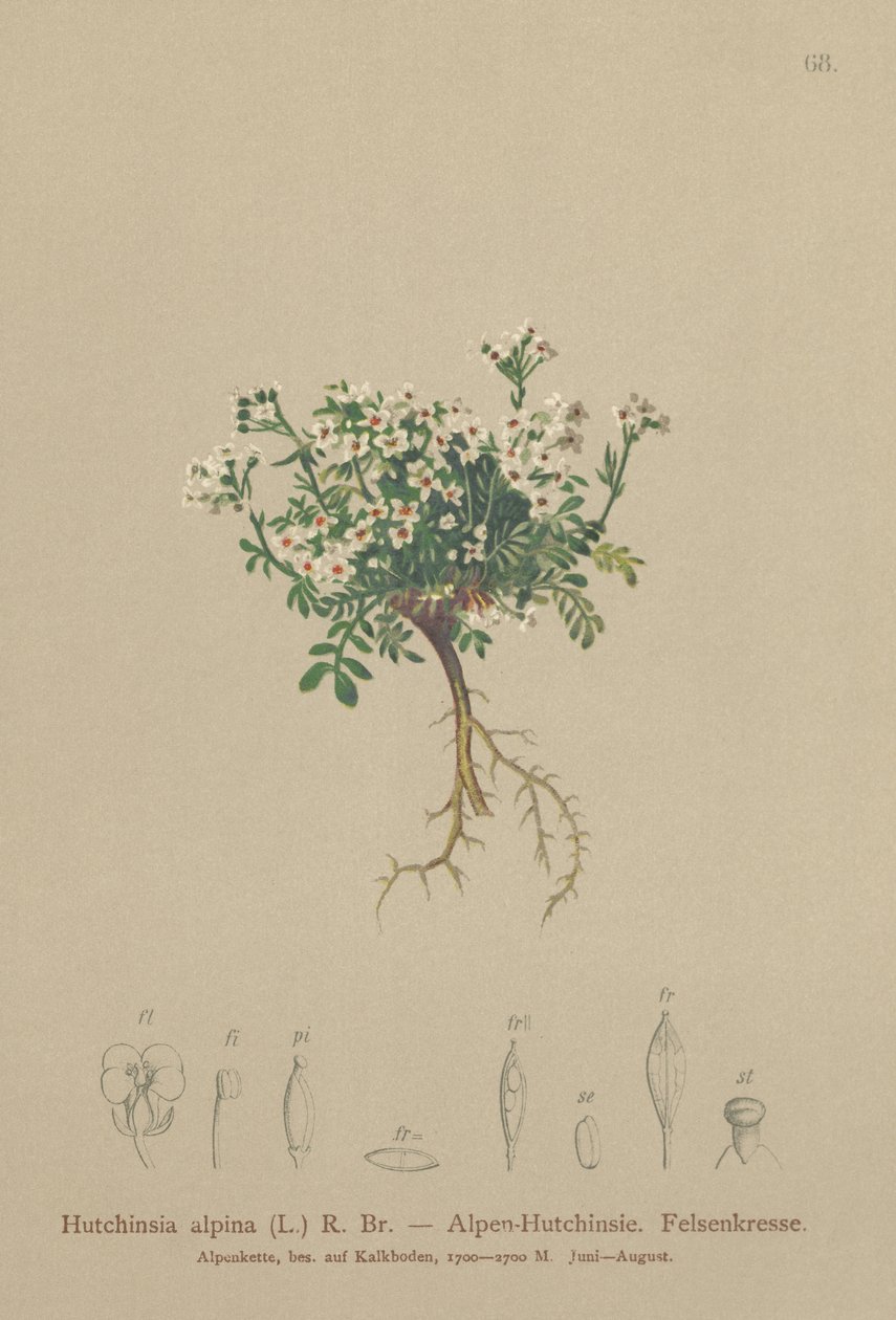Chamois Cress by German School
