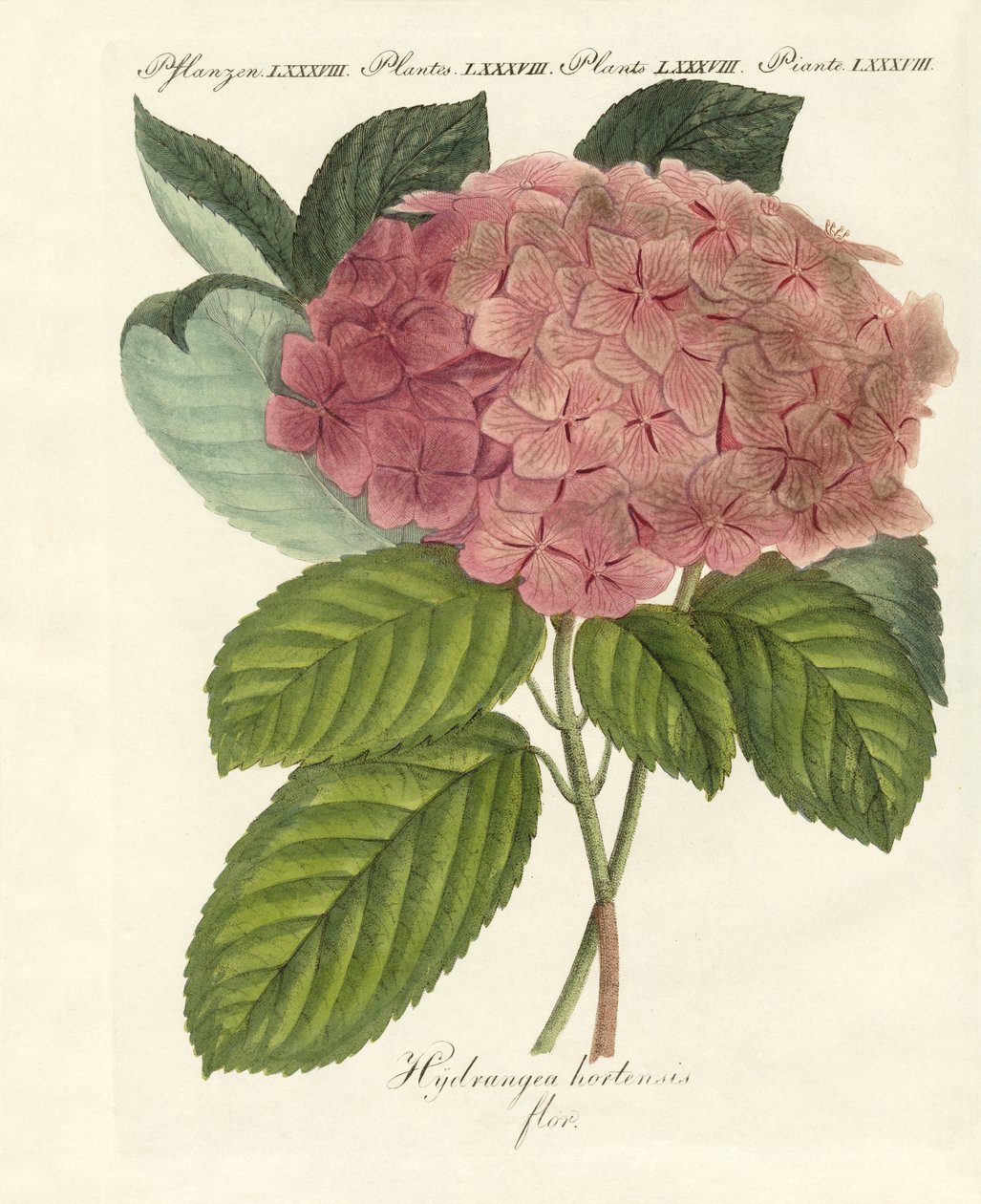 Chinese Flowers by German School