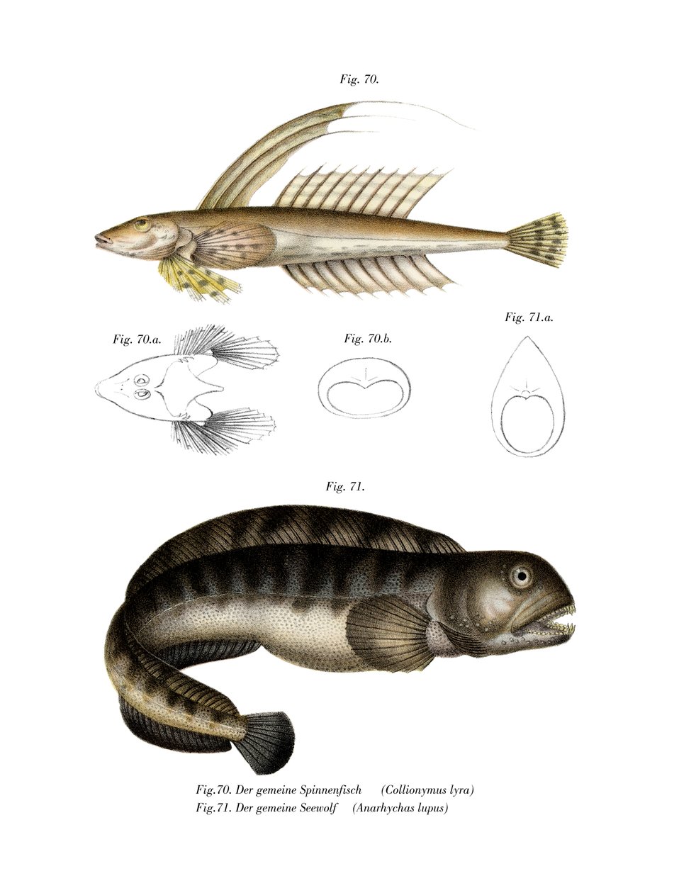 Common Dragonet by German School