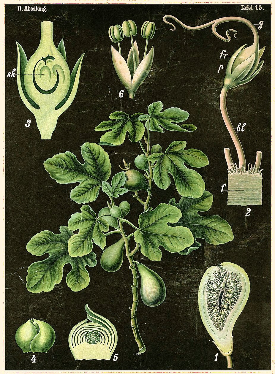 Common Fig by German School