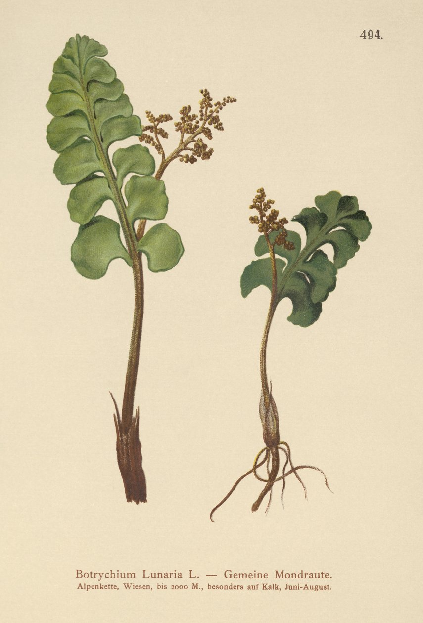 Common Moonwort (Botrychium lunaria)  by German School